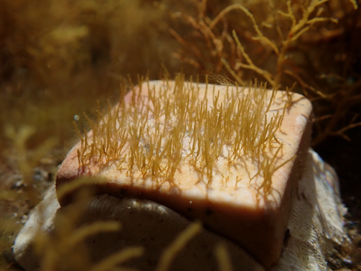 bernalocean's tweet photo. Update‼️ this is the current state of our #Cystoseira recruits one mont after their deployment back in the field. These ones are in a rockpool, with no sea-urchins, inside a #MPA. I think they  feel really comfortable there 🙈 @MARE_Madeira #marineforests #Madeira https://t.co/LY2knbISUI
