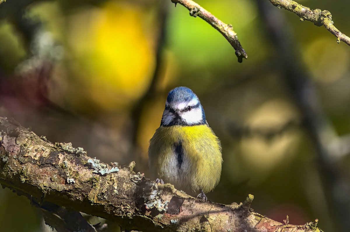 Davidc2827's tweet photo. #bluetit #woodlandbirds #wildlifelovers #bird #BirdsSeenIn2022 #birds #wildlifephotography #wildlife #springwatch #youngwildlifephotographer #birdphotography #nature #birdslover #birds_n_branches #hawthorn #birdsofengland #photography #birdwatching #birding #birds_captures https://t.co/xMoPLzCEqV
