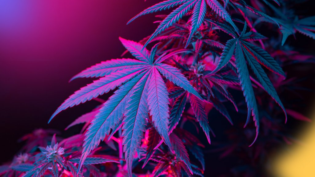 Happy 420 to all who celebrate! 🍃

While this topic has been the subject of debate, we wanted to ask the important questions: is cannabis a psychedelic?

Cannabis experiences aren't often as spiritual or mystical, but they certainly have the potential to be. What's your take?