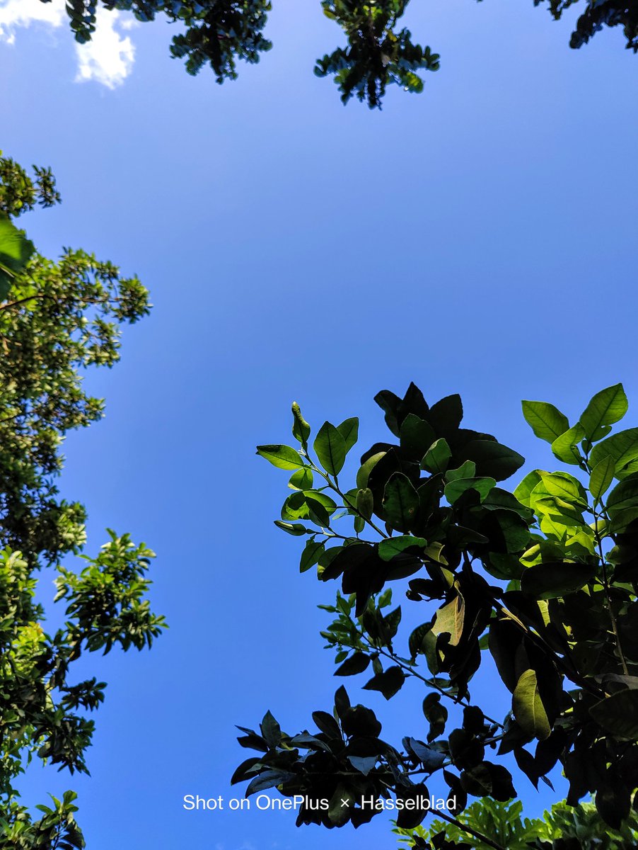 Nudestudio237's tweet photo. Bright ☀️ day... Took my #Oneplus 9 pro and took some shots.... Clean... #mobilephotography #photography #Bluesky #SunnyDay #LiveLifeFree https://t.co/XJVLuBiojC