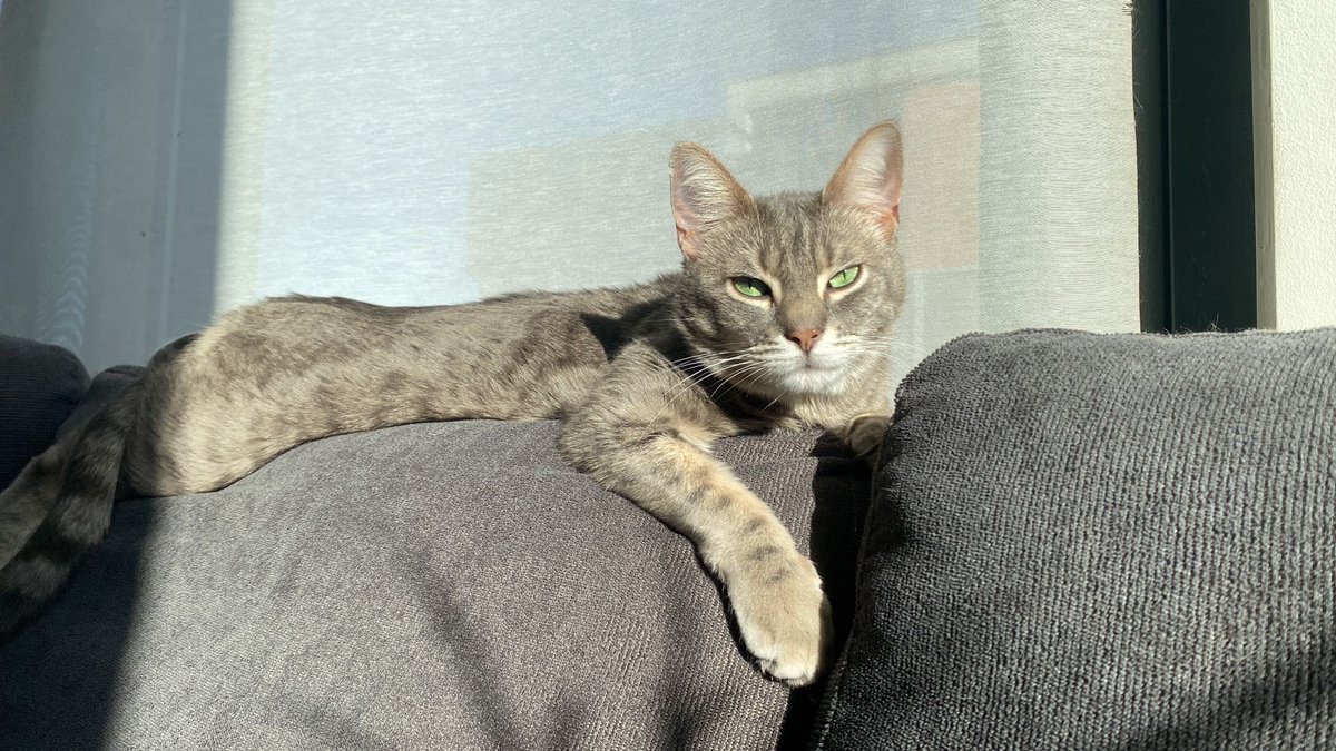 xLaura17's tweet photo. @elbrdd Le chat de ma coloc ! 😍 https://t.co/61TbFLO2L1