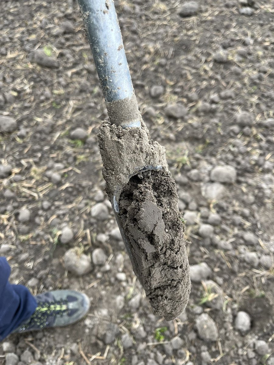 Today, colleagues from our group Piet, <a href="/Frank86521609/">Fanrong Meng</a> , Yan Wang and Guo Xi Wang, together with <a href="/SPNA_agro/">SPNA agroresearch</a> colleagues did the first sampling in their  “planty” organic fields for project <a href="/trans4num/">trans4num</a>. Curious about the results? Follow us