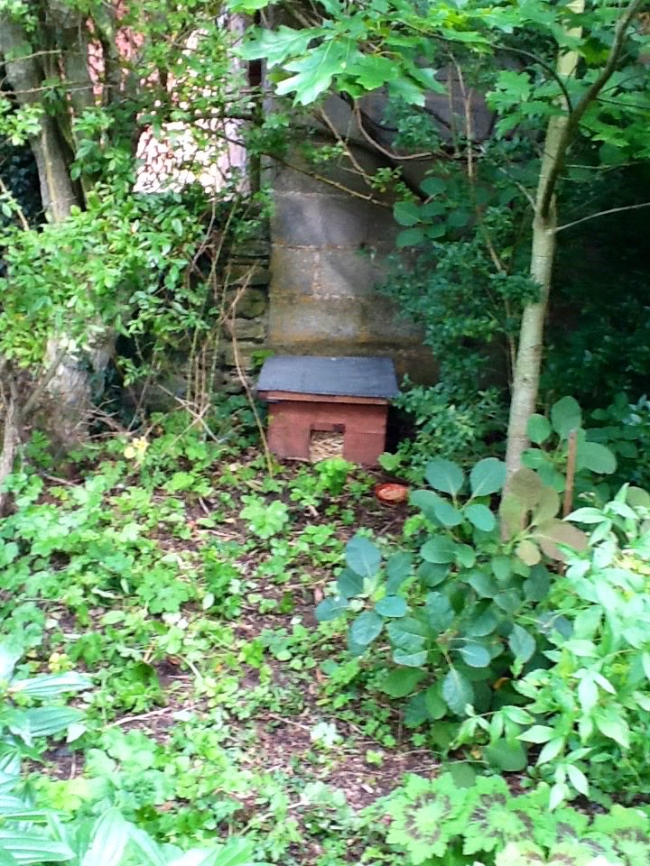 BeingBoycie's tweet image. Things are stirring down in the wood. #hedgehogawarenessweek May1st-7th