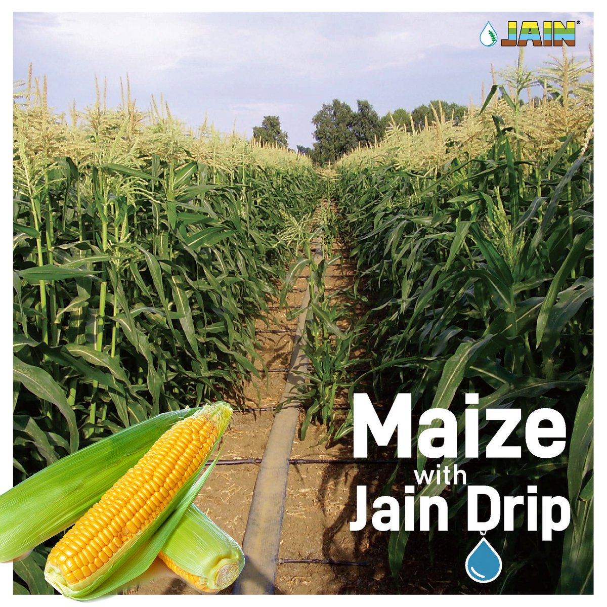 JainIrrigation's tweet photo. Get all amazed with farming with #JainDrip 💧 for Maize 🌽✅

Yield increase upto 240% 🌱 
Water savings upto 70% 💧 

#Maize #PrecisionFarming #Farming #Agriculture #AgTech #JainIrrigation #JISL https://t.co/SCsZTHjy3X