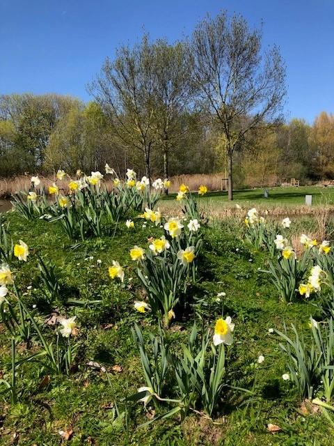 UoNSoE's tweet photo. Spring has definitely sprung on #JubileeCampus. We have baby #BeastsOfUoN from our pair of Egyptian geese and there's flowers and blossom blooming everywhere! https://t.co/BBeNW5CHuo