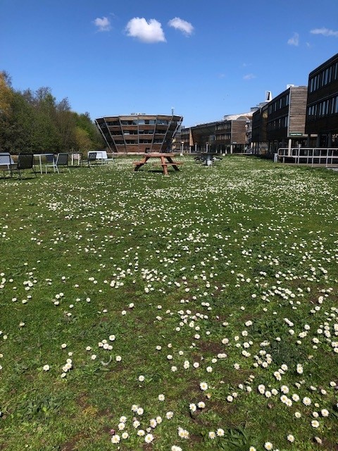 UoNSoE's tweet photo. Spring has definitely sprung on #JubileeCampus. We have baby #BeastsOfUoN from our pair of Egyptian geese and there's flowers and blossom blooming everywhere! https://t.co/BBeNW5CHuo