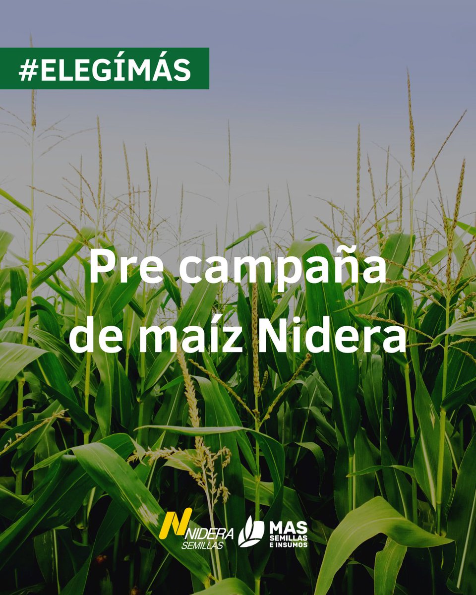 massemillasein1's tweet photo. 🌽 Precampaña de maíz Nidera
👉🏻 Cunsultanos y accedé a excelentes condiciones + genética + servicios. #ElegíMás
#ElegíMás➕ #Nidera #Semillas #agro #campoargentino #campo #hibridos https://t.co/ENpZ0i2qYE