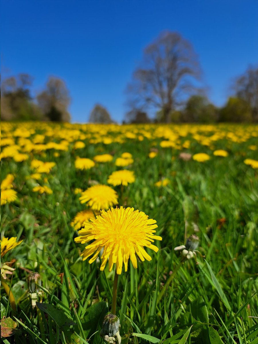 lydia_massiah's tweet photo. Weeds, you say? https://t.co/1WLCpYlp02