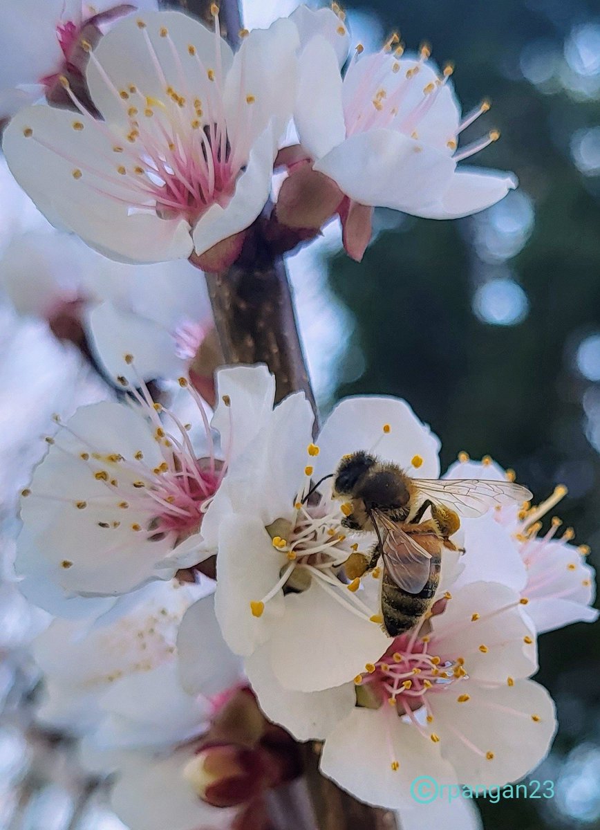 peREMnial's tweet photo. Despite the fluctuations in temps in last 2 weeks, a swarm of #honeybees showed up to admire (irresistible blooms) and taste the nectar of the apricot blossoms in my garden. Here's one in action.🐝 #InsectThursday #bees #SaveTheBees #pollinators #nature #springtime #Gardening https://t.co/1iFryRavl6