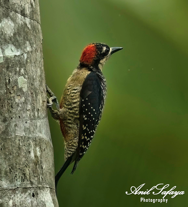 SafayaAnil's tweet photo. Black-cheeked Woodpecker-“Marveling at the 180 degree swings of life in general.”
Feeds on insects,fruit and nectar.
#CostaRica #TwitterNatureCommunity #IndiAves #NaturePhotography #BBCWildlifePOTD #NatureBeauty #incrediblebirding #birdphotography #BirdsOfTwitter #BirdsSeenIn2023 https://t.co/CbFNnQV7nx