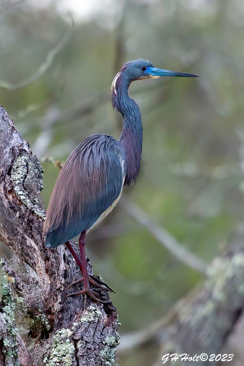 G H Holt Photography 🇺🇸 tweet media