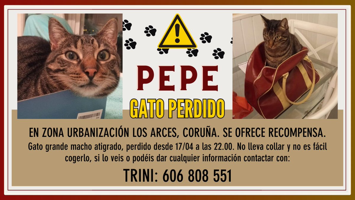CalvoVecino's tweet photo. Este gato perdeuse fai uns días na #Coruña zona #Eiris Urbanización Os Arces.
Chámase Pepe.
Se alguén o ve ou puido recollelo que chame ao número que aparece na foto. https://t.co/elkT4VPfXC