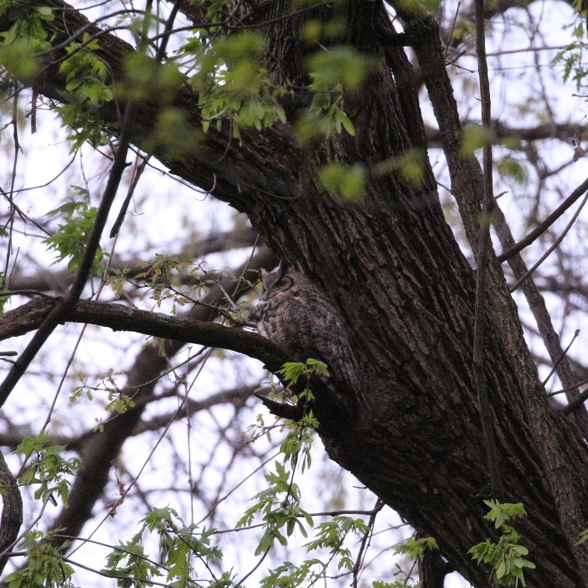 Morning, all!  Charles has a new mate!  Read all about her &amp; listen to this radio story  bit.ly/3UVI7Ui from <a href="/STLonAir/">St. Louis on the Air</a> about going on an owl prowl with me in Forest Park to watch the new couple! <a href="/ForestPark4Ever/">Forest Park Forever</a> <a href="/MDC_online/">MO Conservation</a> <a href="/WBSSTL/">World Bird Sanctuary</a> <a href="/in_thestl/">theSTL</a> <a href="/USFWS/">U.S. Fish and Wildlife Service</a> <a href="/audubonsociety/">Audubon Society</a>