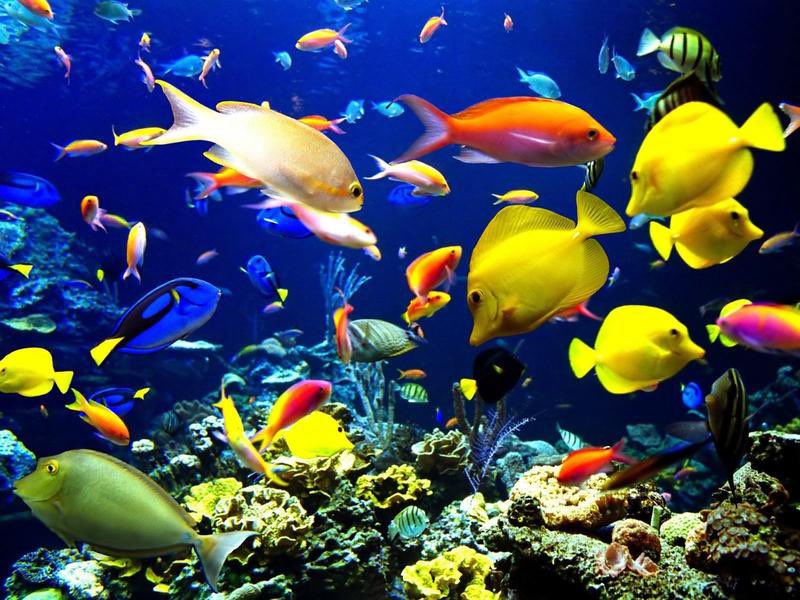 🌊 Oceans are a treasure trove of biodiversity. Personally, I find the vast array of marine life both fascinating and vital to the health of our planet. #OceanBiodiversity #MarineLife