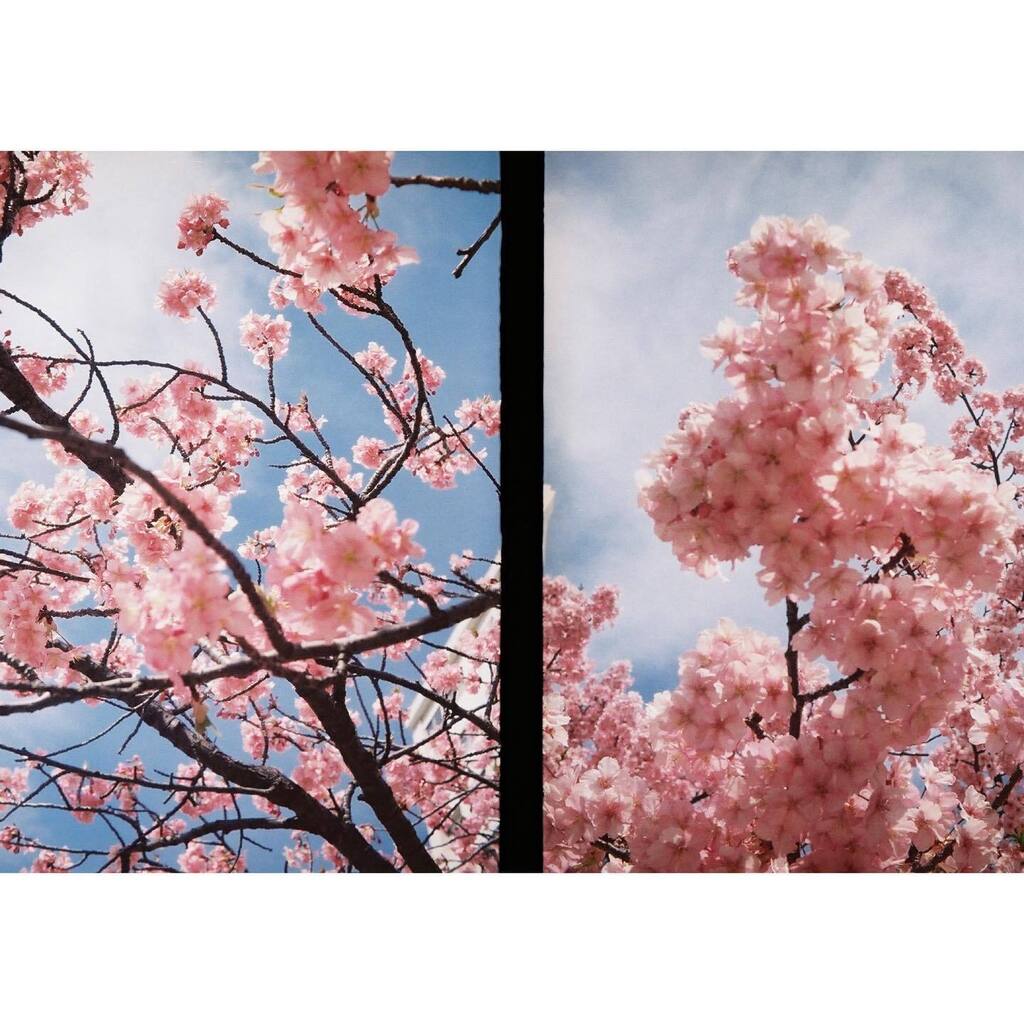 hiilagram's tweet photo. #河津桜🌸
#olympus #pen #pen_ee
✼••┈┈┈┈┈┈••✼
film photo🎞
@hiilagram https://t.co/SuyB2unbt9
