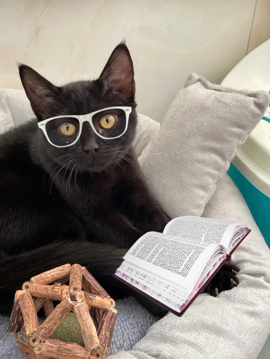efstorage's tweet photo. @_B___S The cat that studies hard is the cutest😅 https://t.co/N5nSmhQ1tj