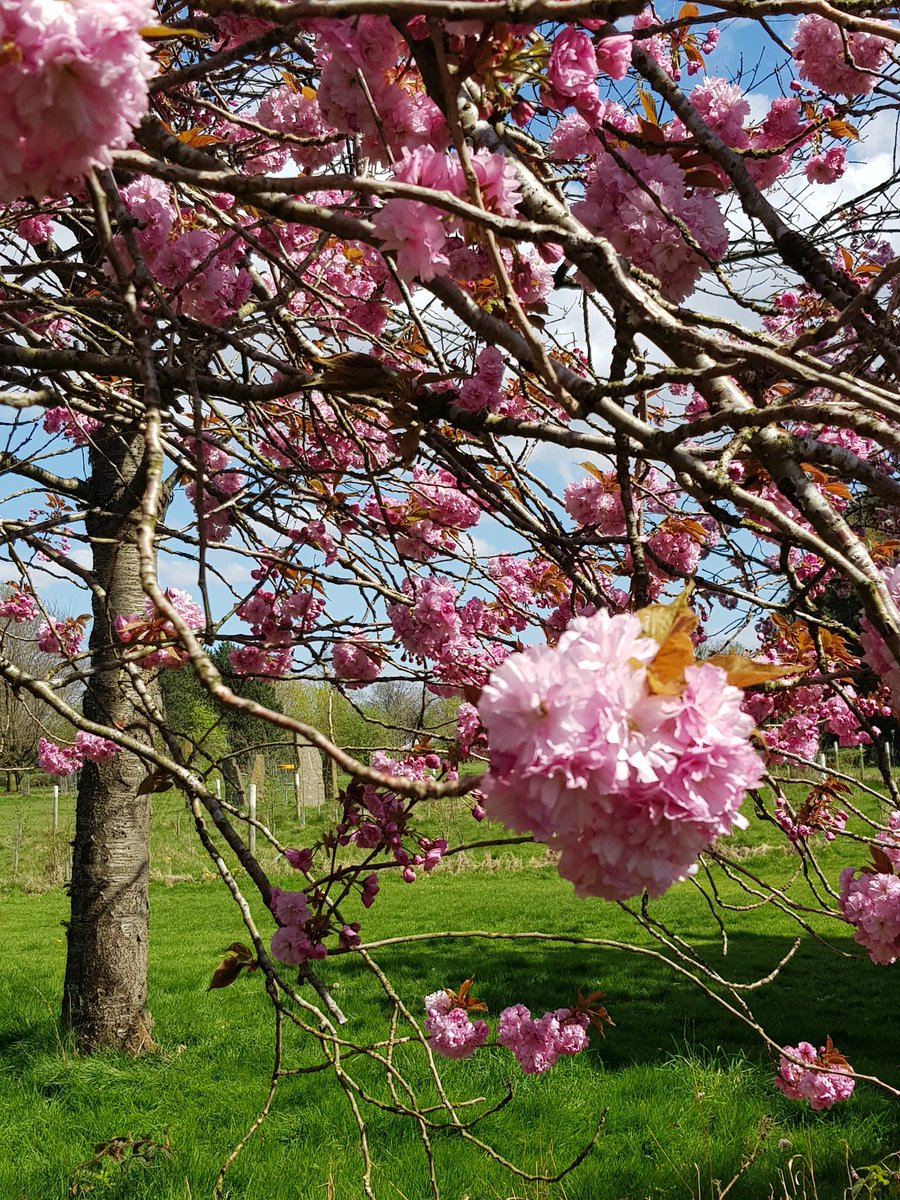 SecateursThe's tweet photo. Celebrating #hanami under the #cherryblossom in Greater Manchester @Longford_Park disc golf course.
#BlossomWatch #BlossomWatchComp 
@NT_TheNorth https://t.co/FChqCr0QyO