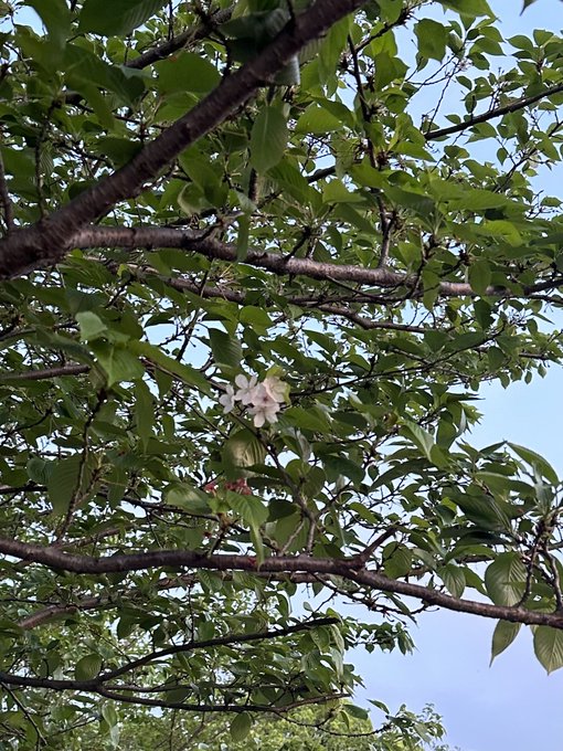 Twitterのコスプレ画像26