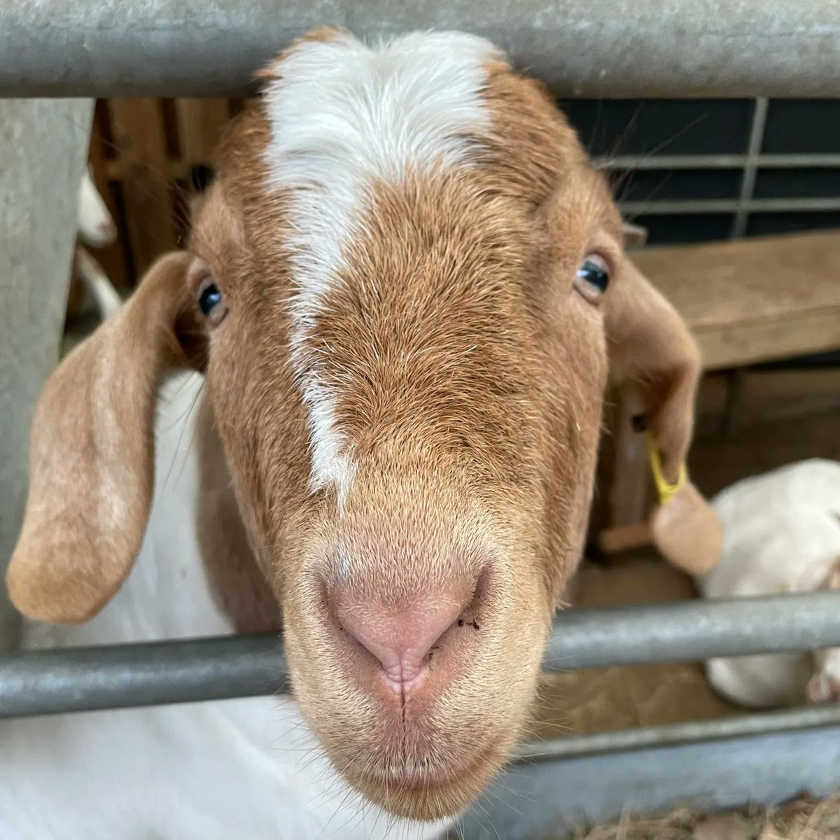 OasisFarmSE1's tweet photo. Tonight we're on Channel 5's "Springtime on the Farm" from 8pm! Tune in for a video diary showcasing Oasis Farm Waterloo and our work with @jamies_farm Thanks to @onthefarmC5 @yescatchats and @producedbycat for the feature!

#SpringtimeOnTheFarm #jamiesfarm #wearewaterloo https://t.co/jHqPlLYw3f