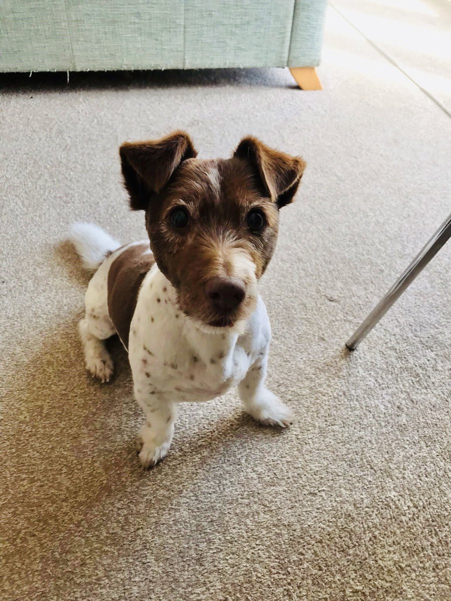 TorlandsA's tweet photo. DEXTER | our friendly unofficial therapy dog has had a swish springtime haircut ready for the warmer weather! Dexter can be found padding around Merrivale providing a source of comfort and a friendly ear to our staff and students! #powerofpets #therapydog #merrivale #dog https://t.co/po1rfwOMXH