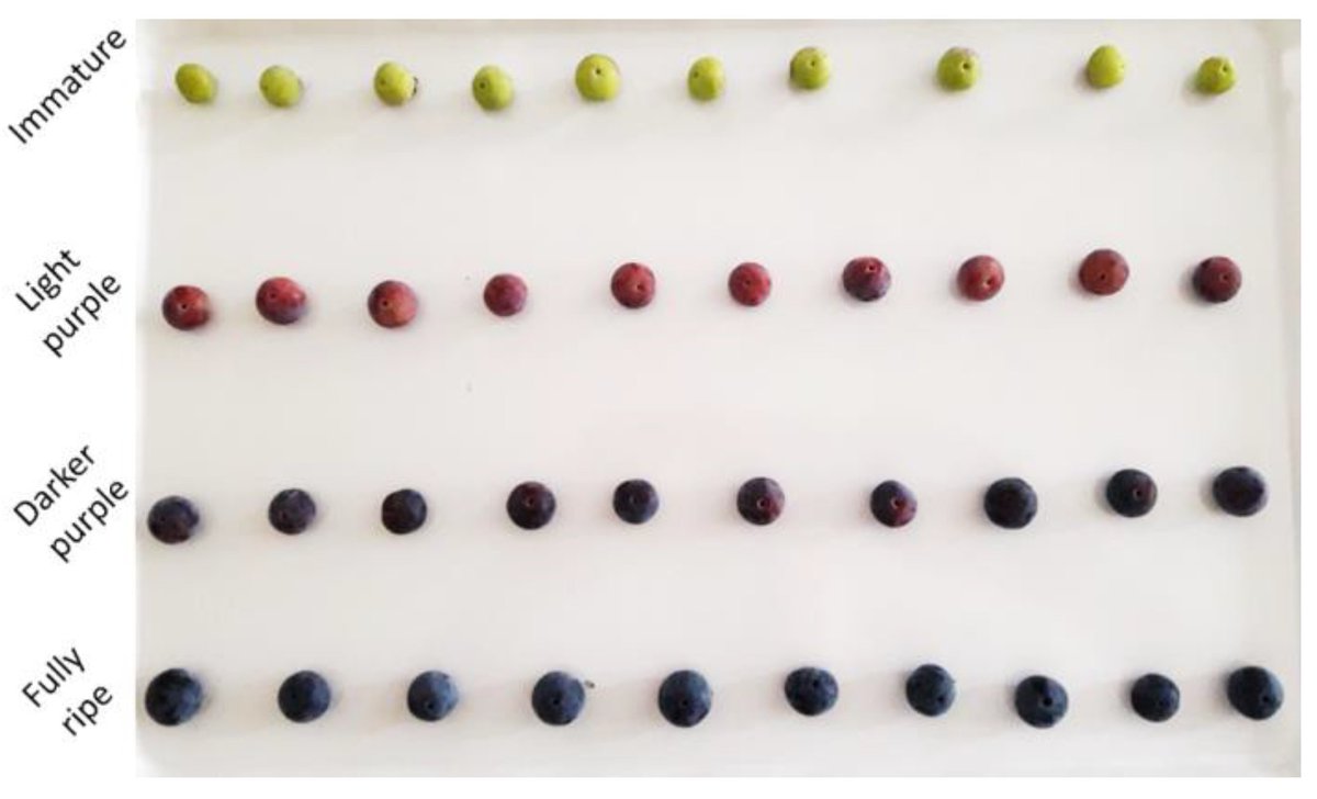 Horticul_MDPI's tweet photo. #Horticulturae - New Published Paper🍀

📖Title: Correlation between Destructive and Non-Destructive #Measurements of #Highbush #Blueberry (Vaccinium corymbosum L.) Fruit during #Maturation.

✍️Paper written by: Tina Smrke et al.

🔗Link: https://t.co/nHV8FUpRLV

#academic #MDPI https://t.co/FkhPrWp9au