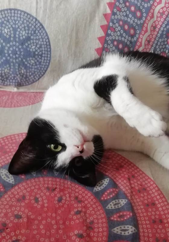 #SAMBA encantada de que sea domingo 😜😜😍
adopcionesfelinasvalencia.es/gatos-en-adopc…?