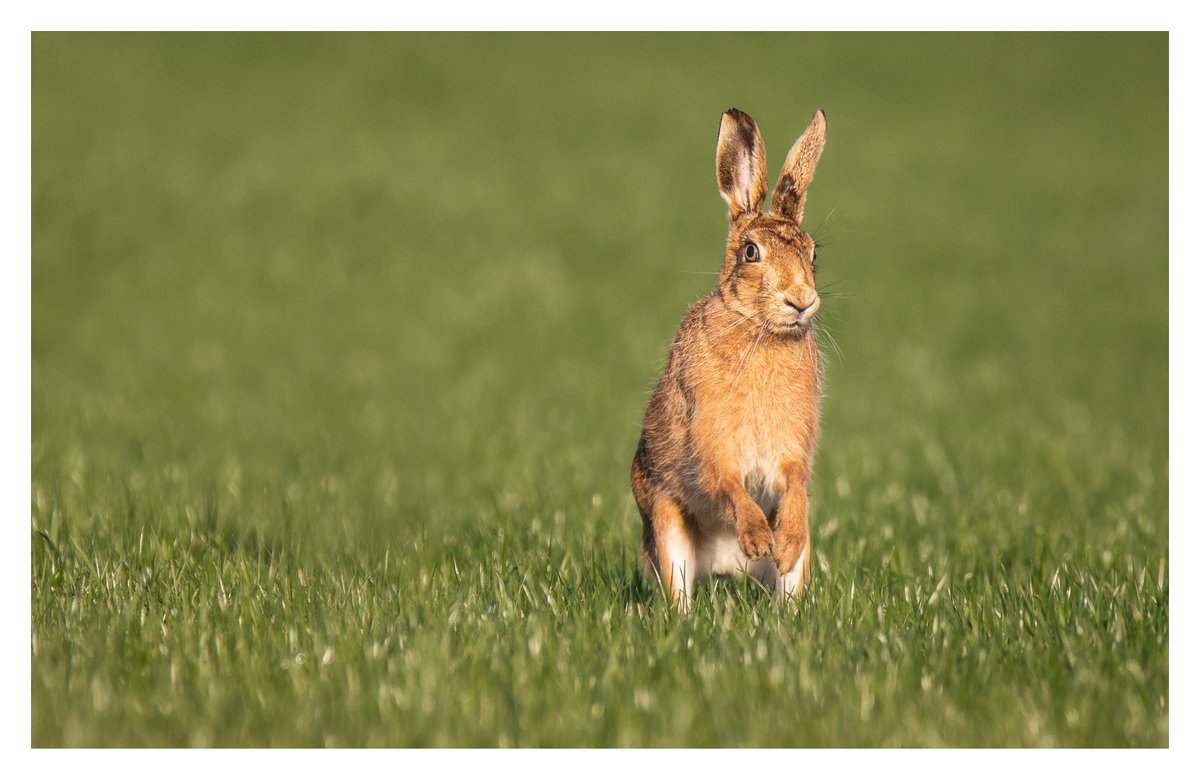 darin_goodsell's tweet photo. Hares in Romsey https://t.co/tsLQK5KEF0