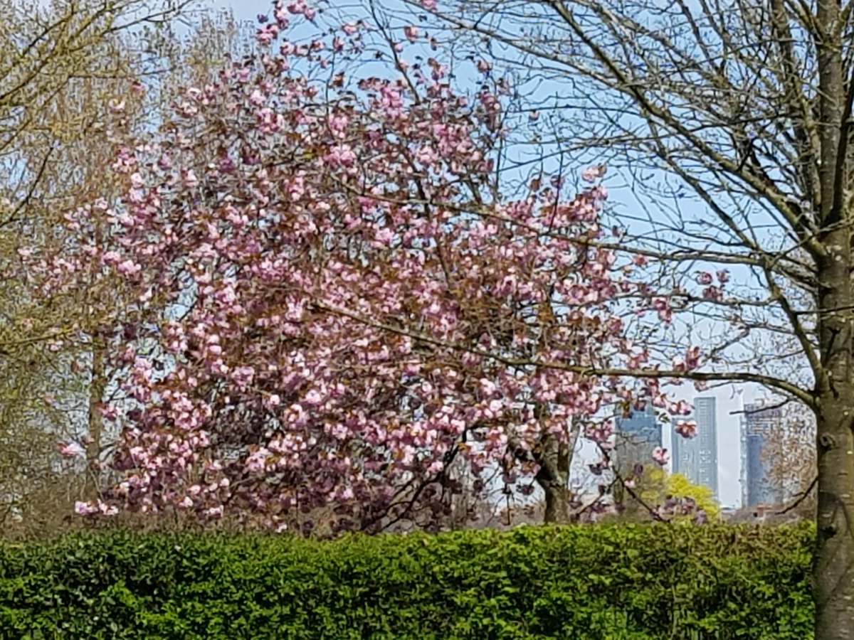 SecateursThe's tweet photo. #Bloomtown #BlossomWatch https://t.co/VEgzmpvsq4
