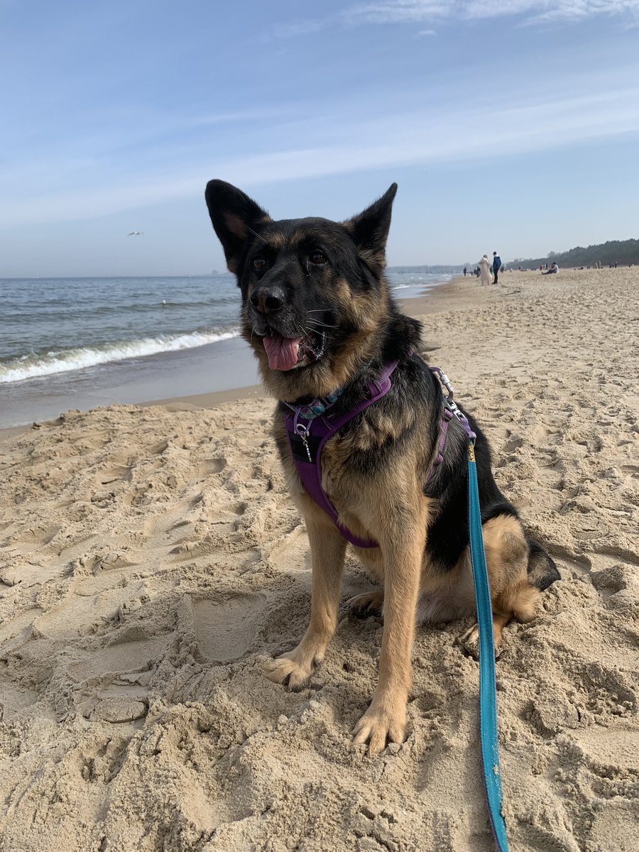 albertwalicki's tweet photo. @marcba Hello 🐕 https://t.co/TvENc2iVuf