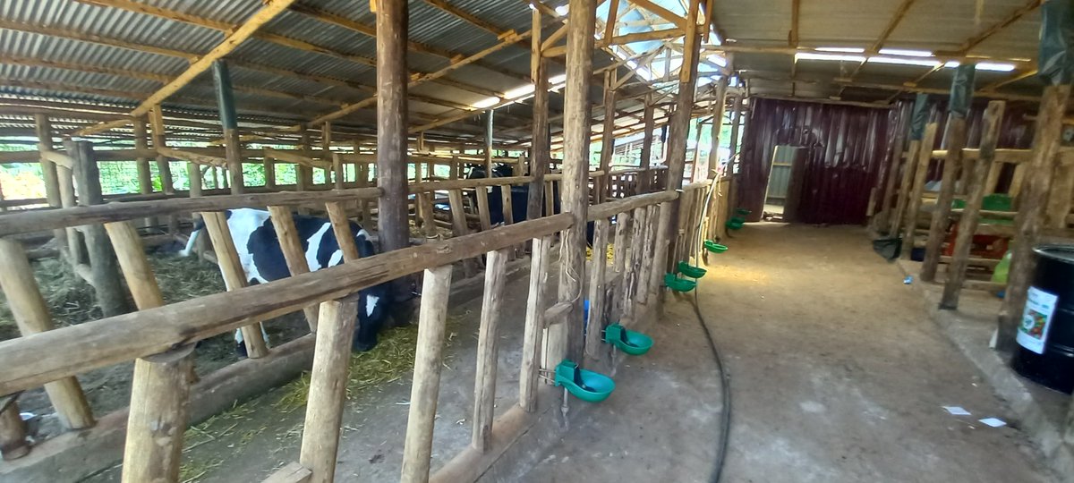 kasozinasser's tweet image. Glad to learn about the Dairy farm innovation hub in Mityana, which is supported by @OacpsProgramme under the #AIRTEA project funded by  European union. Technologies such as charcoal briquettes from Biogas,  hay,  feed pellets, silage, drought tolerant cowshed.