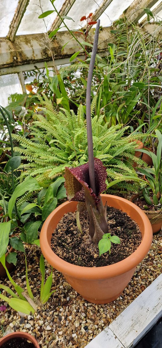 LivTropicals's tweet image. The putrid scent emitted from the inflorescence of Sauromatum venosum permeates the greenhouse @LivTropicals today.
The odour was enjoyed 😆 by our esteemed guests @IanByrneMP Raoul Curtis-Machin @TheBotanics &amp;amp; @sinogrande