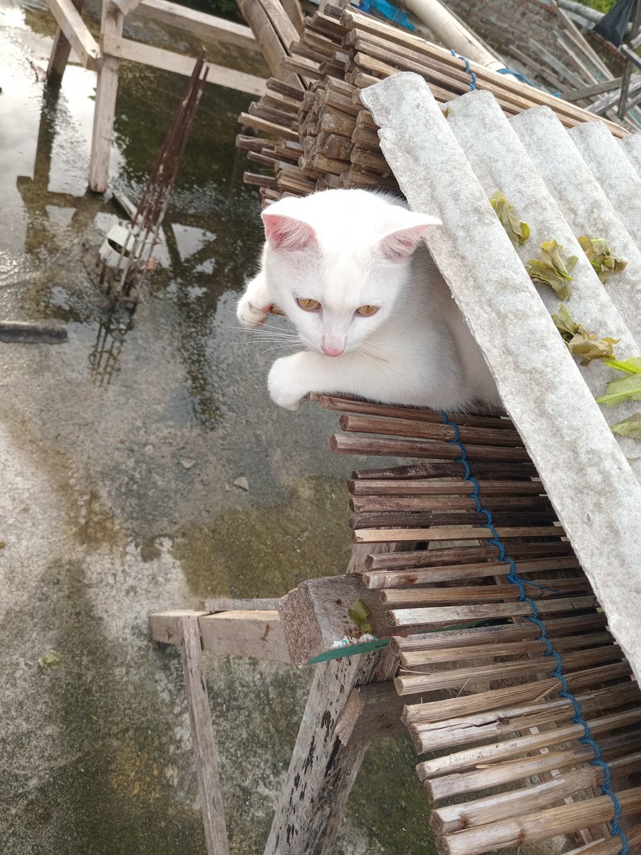 renfbrian's tweet photo. Tunggu aku jess https://t.co/69xKYbSUZd