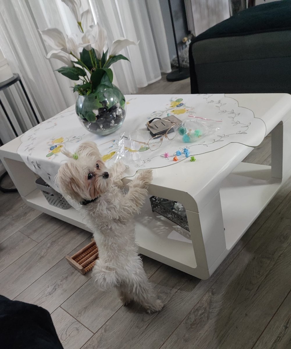 oradamanojlovic's tweet photo. Kloshari molim rucak
#caosvima #rpnhma #maltezer https://t.co/359hZHO0Pm