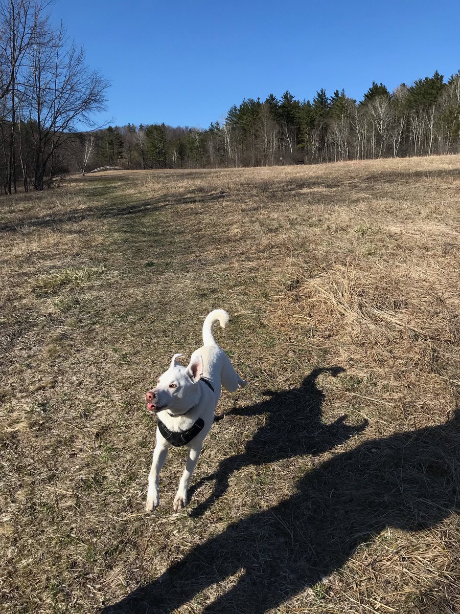 venetianblonde's tweet image. Pupdate: airborne young dog full of joy. From #pvastx @pvastx Palm Valley Texas to the New England mountains. 

Pledge. Foster. Adopt. Rescue a dog. Your life becomes a better place—and theirs is saved.