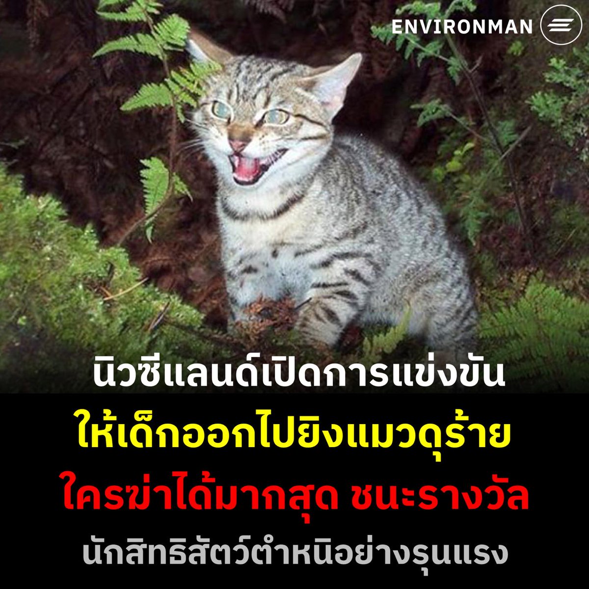 อีดอก พวกมึงทำไปทำไมกัน จิตใจทำด้วยอะไร ทาสแมวอย่างกูไม่ถูกใจสิ่งนี้ ส้นตีนมากจริงๆ!!!!