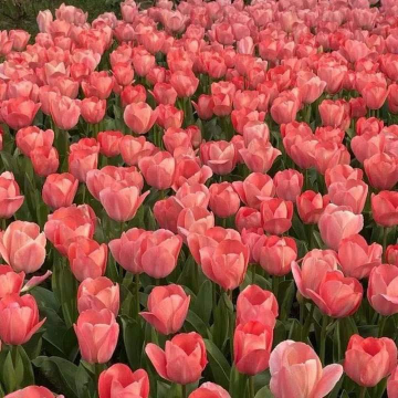 NadyNeste's tweet photo. flowers make world much more beautiful. https://t.co/udvZ7rGXIx