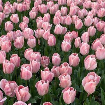 NadyNeste's tweet photo. flowers make world much more beautiful. https://t.co/udvZ7rGXIx