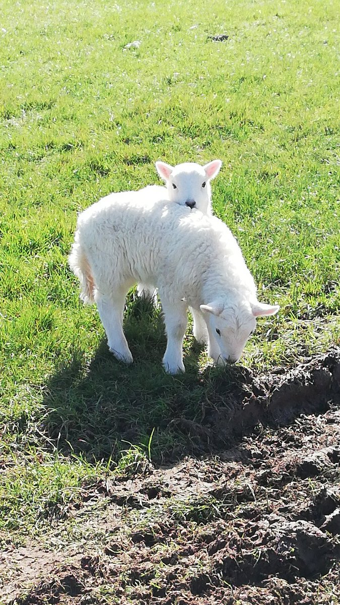 Preseli Pollen Project tweet media