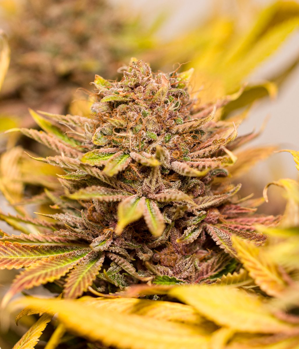 tfreirem's tweet photo. GM weed builders!
Happy 4/20 day!
Strain: #Putang
Breeder: Mass Medical Strain
#420day https://t.co/bGtHVIdFZV