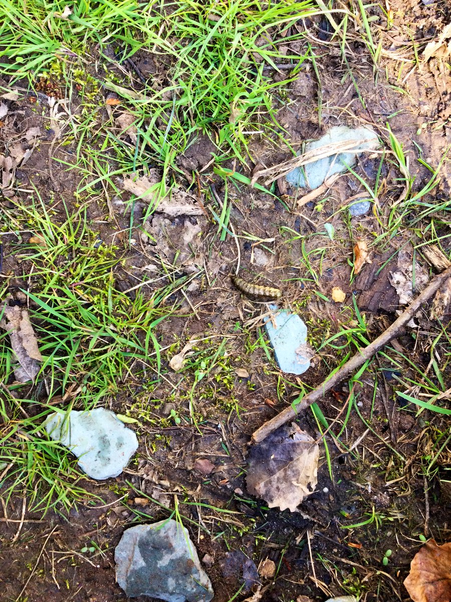 LittleForestNu2's tweet photo. The first signs of spring in forest school! 🌲 🌸 🐛 https://t.co/gMOfHDf2oT