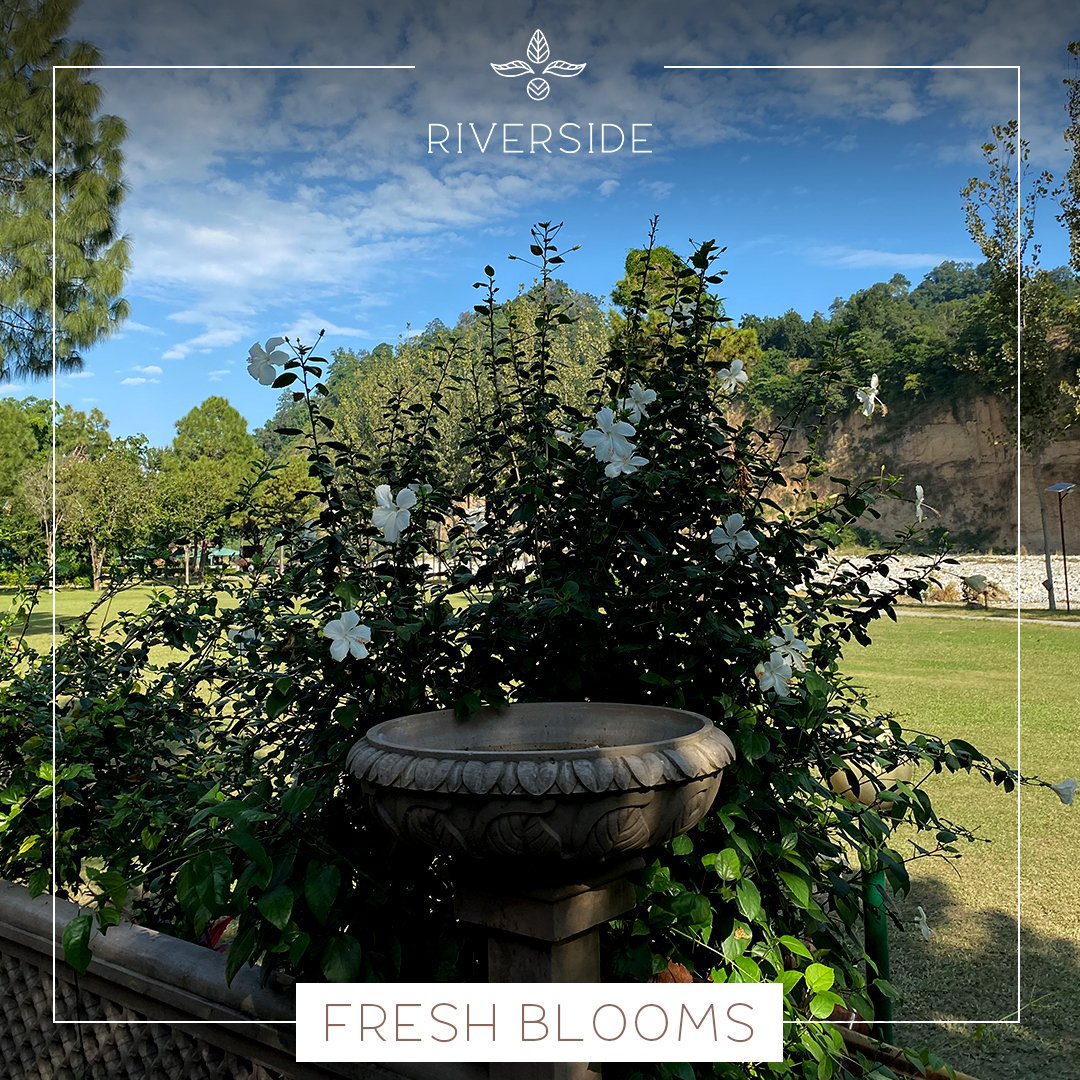 staywithaahma's tweet photo. There's something magical about being in nature - the way the sunlight filters through the trees, the sound of birds singing in the distance, the scent of fresh flowers.
#aahmajourney #aahma #aahmahospitality #staywithaahma #flowers #flowerphotography #nature #naturephotography https://t.co/a3HpI5X8J7
