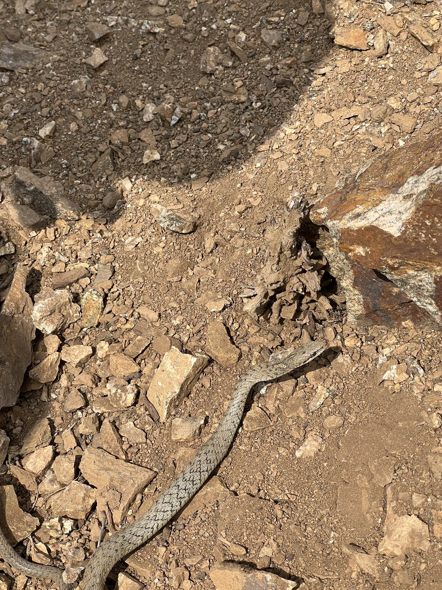 rinzinplama's tweet photo. Himalayan keelback at an elevation of 3500m asl in upper #Humla #Nepal
We didnโt find any snakes at this elevation during our herpetofauna survey, nor locals mentioned about it.
#snake #herpetofauna #documentstion #ukali #biodiversity https://t.co/6HjRyltViv