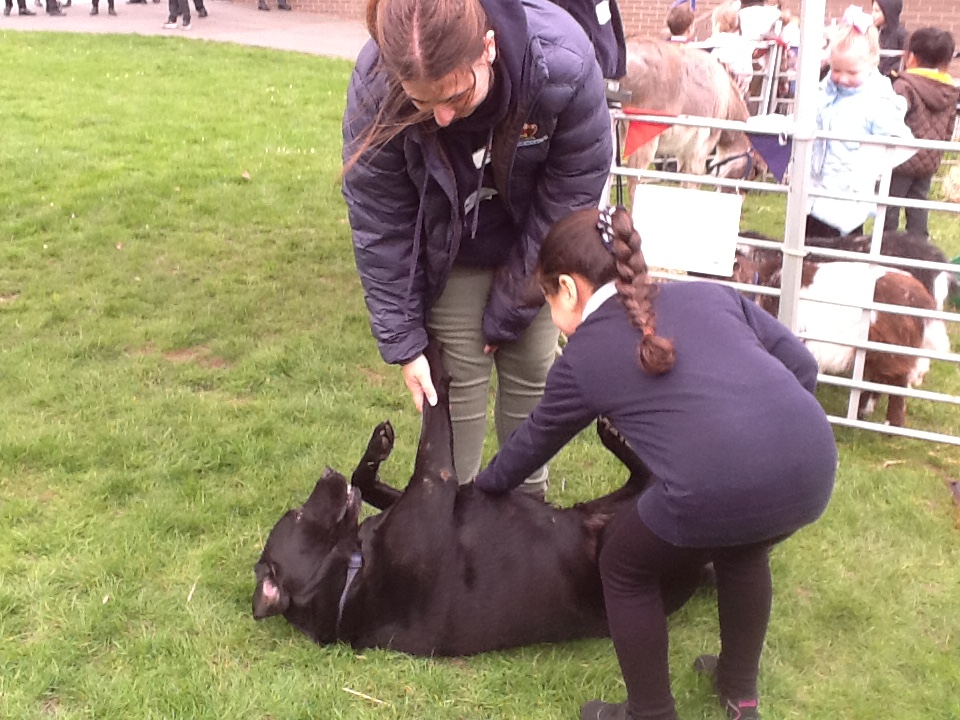 Reception enjoyed a visit from Ark Farm.  We met Stella the Pig and Ronnie and Reggie the pigmy goats along with rabbits, lambs, a dog and a donkey.  <a href="/summerswoodps/">Summerswood School</a>