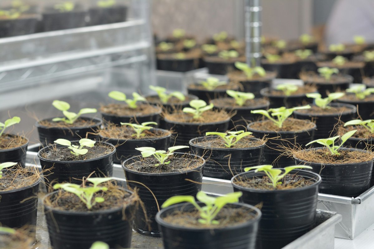 EarlhamInst's tweet photo. 📝 Researchers at the Earlham Institute have used precision #geneengineering on tobacco plants to manufacture an alluring perfume of insect pheromones, without hampering normal plant growth.🌱 #synbio #plantsci
➡ https://t.co/ZeEXYxmlXe https://t.co/blw24ba38B
