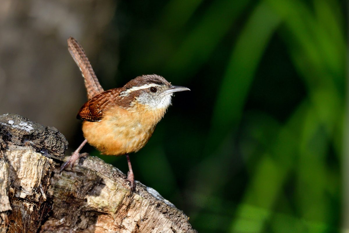 gardenandgun's tweet photo. Just in time for Earth Day on April 22, we've rounded up five must-have apps for nature lovers: https://t.co/nCJ0IC1wUR https://t.co/z5uK7Dbu0m