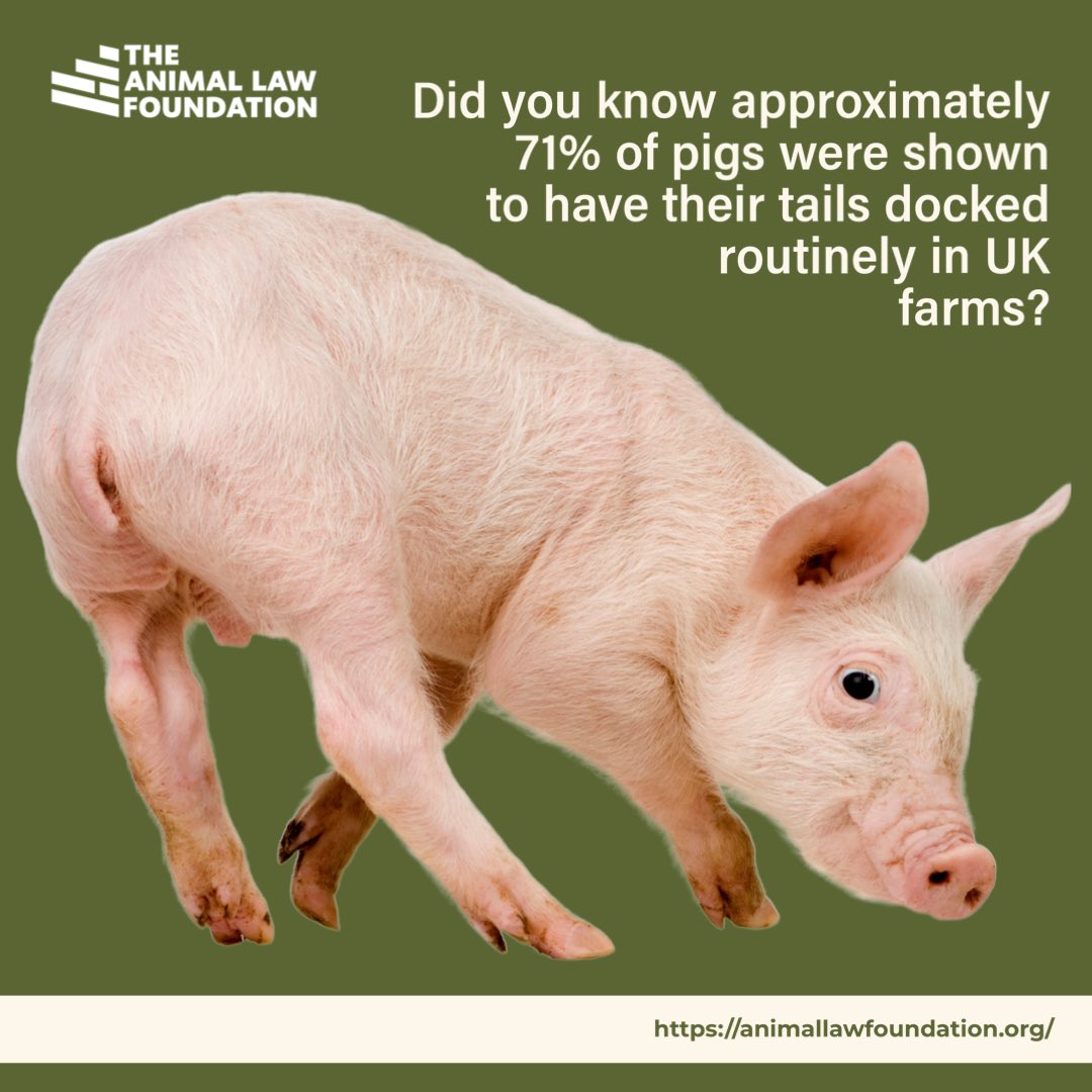 AnimallawFDN's tweet photo. Data collected from 2013-2017 shows 71% of #pigs in the UK had their tails docked. This #data suggests that the current legal requirement that only permits #taildocking as a last resort, is currently not being followed.

For more on #TheEnforcementProblem: https://t.co/ehzUMNKaBo https://t.co/lNv49uZuuy