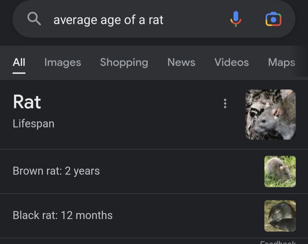 FutCanary's tweet photo. @NickRTFM Rat passion keeping you alive https://t.co/LpyQivCYyy