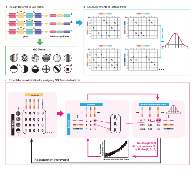 The Jackson Laboratory (@jacksonlab) on Twitter photo 📙 New in Bioinformatics from <a href="/OUPAcademic/">Oxford Academic</a>: "An expectation-maximization framework for comprehensive prediction of isoform-specific functions" with G.Karlebach, L.Carmody, J.Chandrabose Sundaramurthi, P.Hansen & <a href="/PeterPnrobinson/">pnrobinson</a> <a href="/pnrobins/">Peter Robinson</a>:
#jaxresearch
doi.org/10.1093/bioinf… 📙 New in Bioinformatics from <a href="/OUPAcademic/">Oxford Academic</a>: "An expectation-maximization framework for comprehensive prediction of isoform-specific functions" with G.Karlebach, L.Carmody, J.Chandrabose Sundaramurthi, P.Hansen & <a href="/PeterPnrobinson/">pnrobinson</a> <a href="/pnrobins/">Peter Robinson</a>:
#jaxresearch
doi.org/10.1093/bioinf…