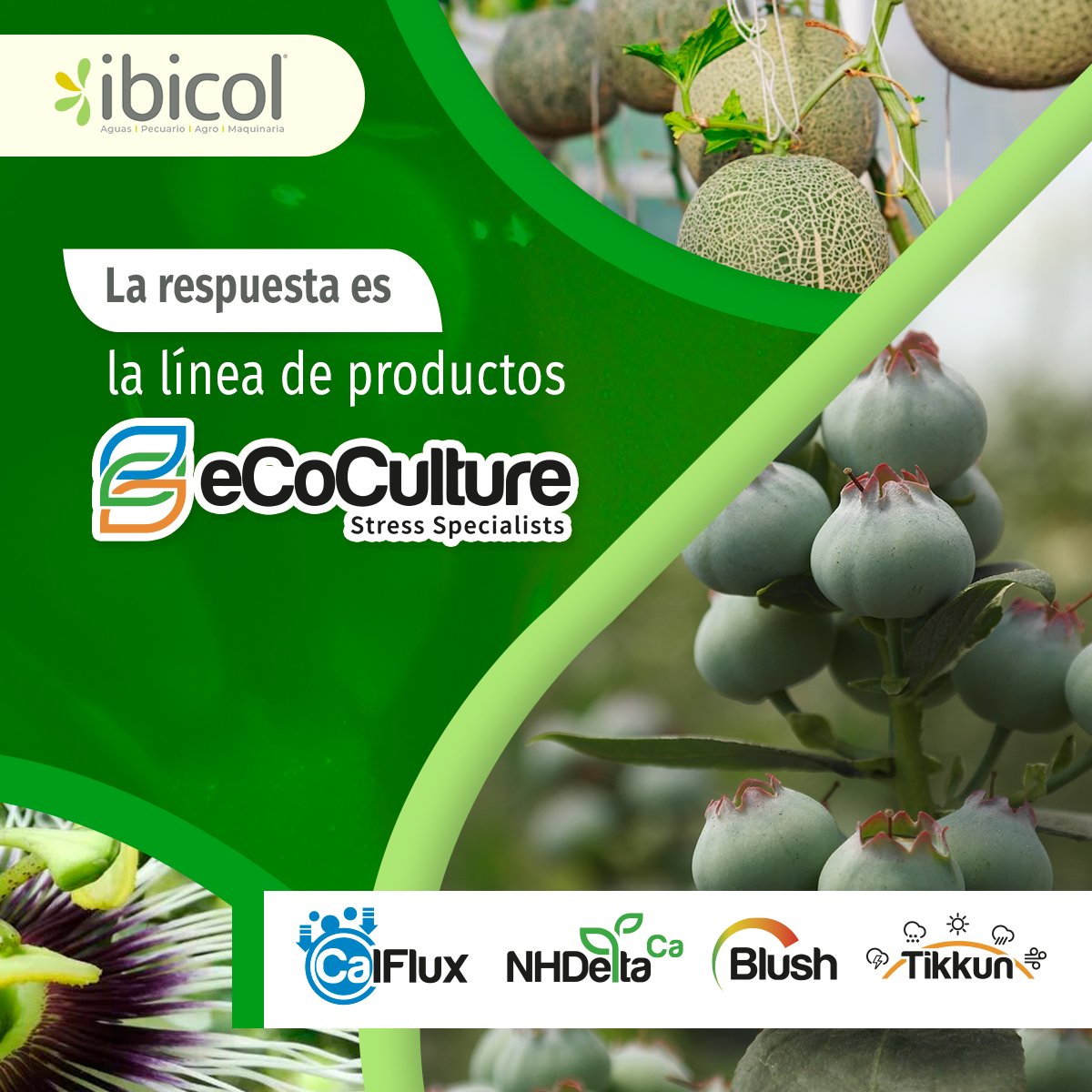 insumosibicol's tweet photo. Una planta sin estrés llega a su máximo potencial. La línea de productos EcoCulture, es especialista en estrés vegetal.
👉🏼Compre nuestros productos en https://t.co/CkY4RsMSKX
#Ibicol #Agrocolombiano #Fertilizantes #Flores #CalFlux #NHDeltaCa #Blush #Tikkun #ecoculture #Biomasa https://t.co/LKymzjFZBY