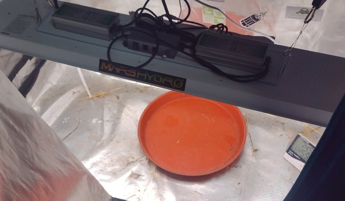 DjVisionaire's tweet photo. Moved the Tongue Splasher (& Took clones just in case), Perfect circle x Northern lights & 100k into the 5x5 to flower. Then gotta Clean up the @MarsHydroLight 2x4 #AllinOneGrowKit to make room for the @Raw_Genetics_ Zkittles BX2 Testers this weekend! π€
#CannabisCommunity https://t.co/0ZaSKsbxf1